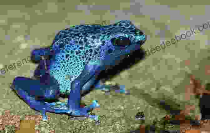 A Blue Poison Dart Frog COLORFUL FROGS: Top 5 Most Colorful Frog Pets That Are Perfect For Teenagers