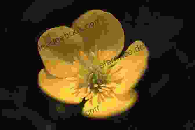 A Close Up Of A Buttercup Flower, With Its Bright Yellow Petals And Delicate White Stamens. Buttercup: A Photo Essay Stephen M Kraemer