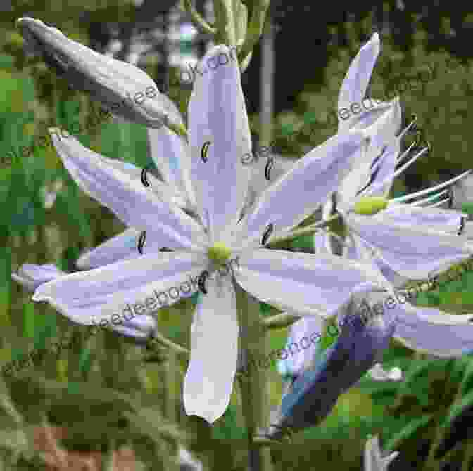 A Close Up Of A Camas Lily Flower, Showcasing The Intricate Veins And Delicate Petals. Camas Lily: A Photo Essay