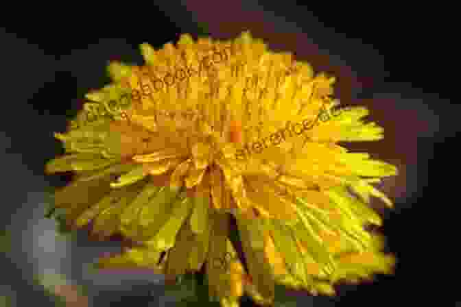 A Close Up Of A Single Dandelion Flower Dandelion: A Photo Essay Stephen M Kraemer