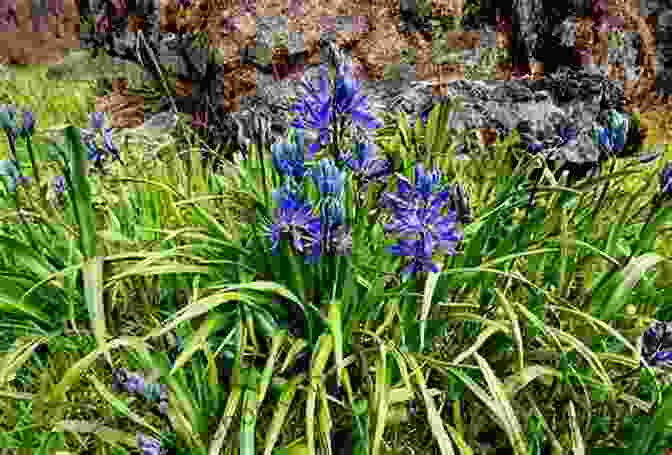 A Cluster Of Wild Roses And Camas Lilies Blooming Side By Side, Their Contrasting Colors And Textures Creating A Vibrant Harmony. Wild Rose And Camas Lily: A Photo Essay