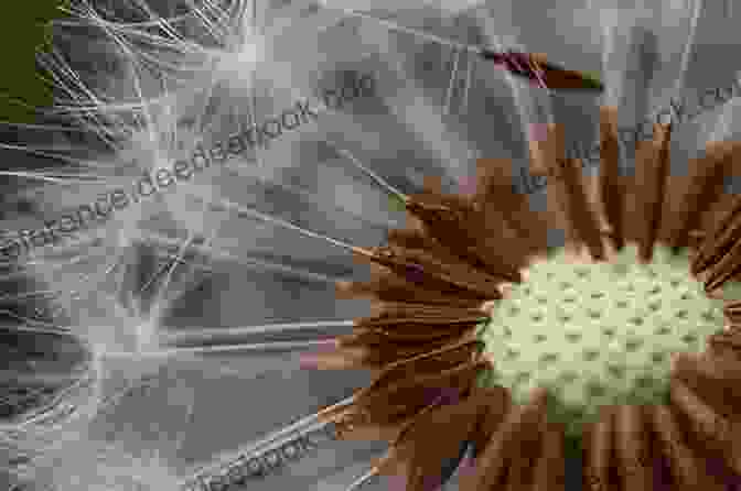 A Dandelion Seed Head With Its Seeds Dispersed Dandelion: A Photo Essay Stephen M Kraemer