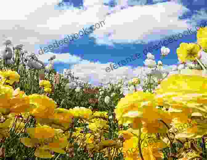 A Field Of Buttercups, Stretching Out To The Horizon. Buttercup: A Photo Essay Stephen M Kraemer