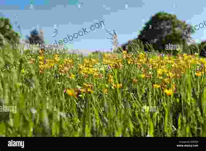 A Field Of Buttercups, Swaying In The Breeze. Buttercup: A Photo Essay Stephen M Kraemer