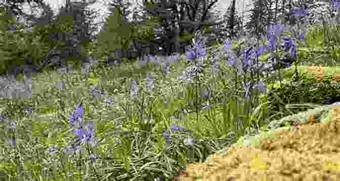 A Field Of Camas Lilies In Full Bloom, Creating A Vibrant Blue Carpet. Camas Lily: A Photo Essay