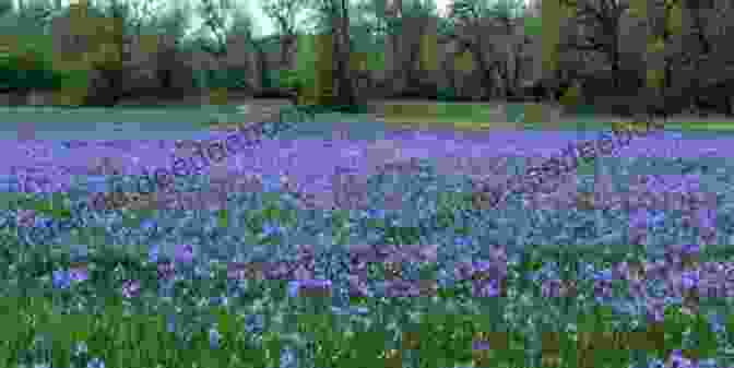 A Field Of Camas Lilies In Full Bloom, Their Vibrant Blue Flowers Dancing In The Breeze Like A Thousand Tiny Sapphires. Wild Rose And Camas Lily: A Photo Essay