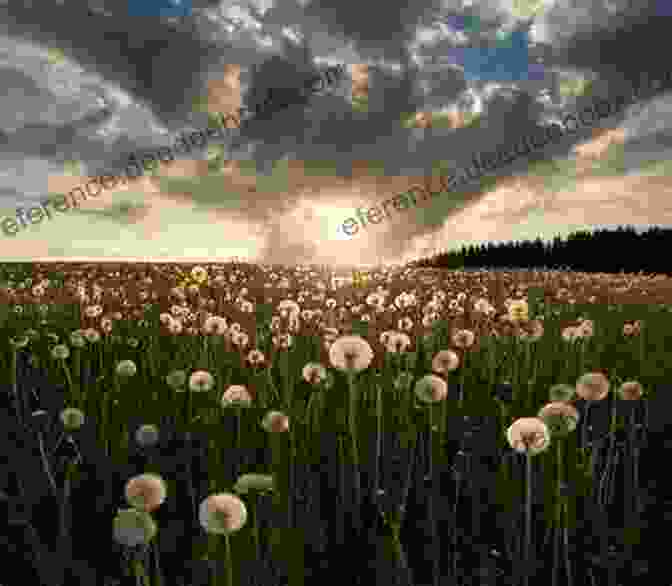 A Field Of Dandelions In Full Bloom Dandelion: A Photo Essay Stephen M Kraemer