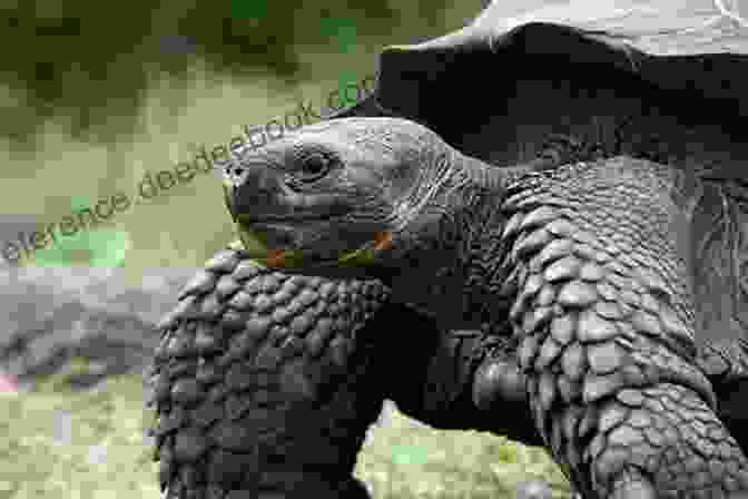 A Giant Tortoise Basking In The Sun On The Galapagos Islands, Surrounded By Lush Vegetation And A Volcanic Landscape Levitating Llamas: A Backpacking Journey Through The Heart Of Latin America