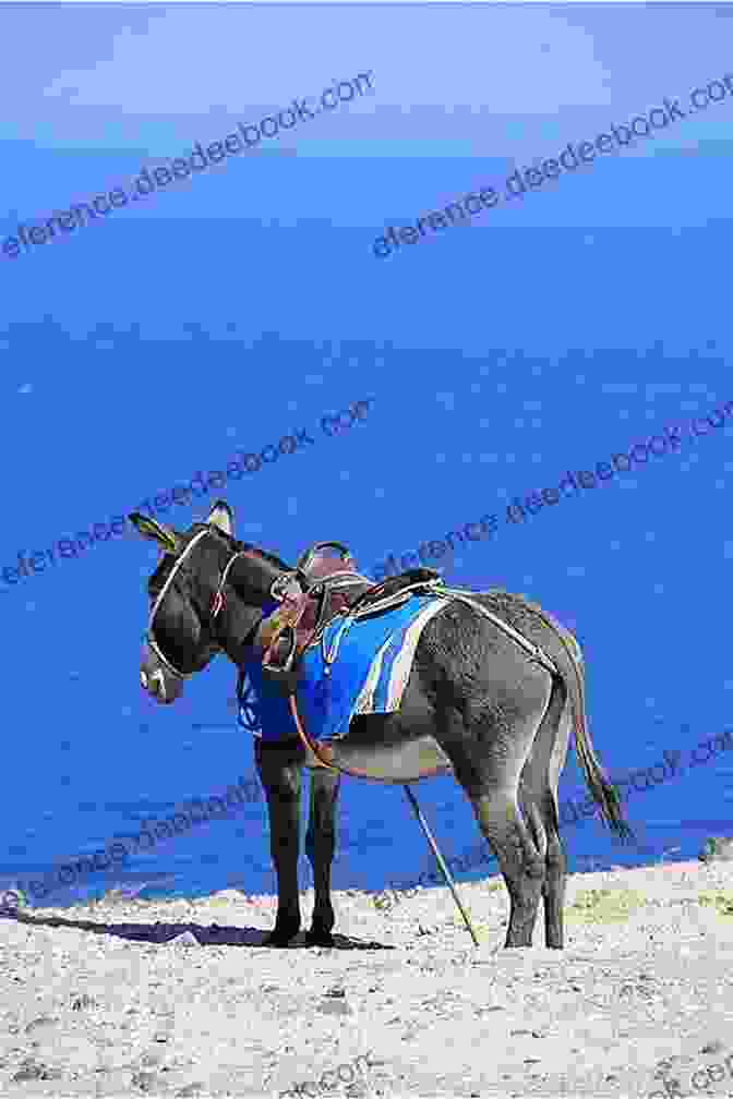 A Gray Donkey Standing On A Sandy Beach, Looking Out To Sea Seaside Donkey: A Wayward Walk Around Wales