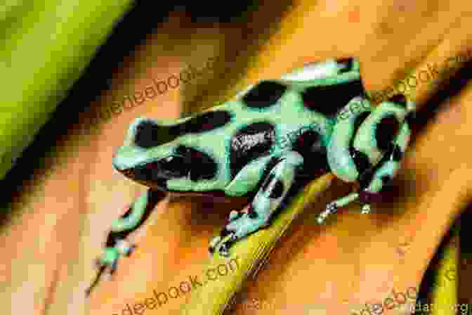 A Green And Black Poison Dart Frog COLORFUL FROGS: Top 5 Most Colorful Frog Pets That Are Perfect For Teenagers