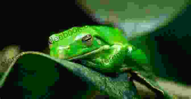 A Green Tree Frog Sitting On A Leaf Green Tree Frogs : The Ultimate Guide On All You Need To Know About Green Tree Frogs Breeding Feeding Housing Care Habitat Temperament Diet Health Lifespan Diseases