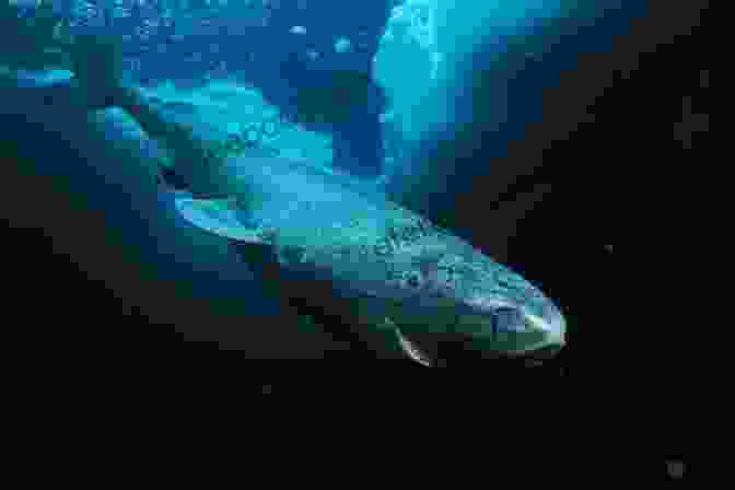 A Greenland Shark Hunting In The Deep Sea, Its Large, Gaping Jaws Lined With Rows Of Sharp Teeth. Wolf Of The Deep: Raphael Semmes And The Notorious Confederate Raider CSS Alabama