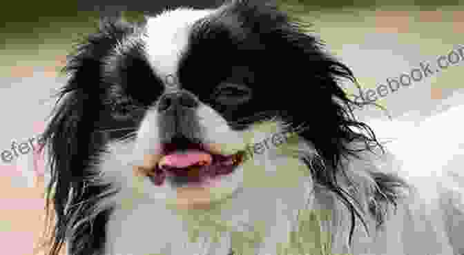 A Japanese Chin Playing In A Field Japanese Chin Dog : Japanese Chin Care Behavior Diet Interacting Costs And Health Care