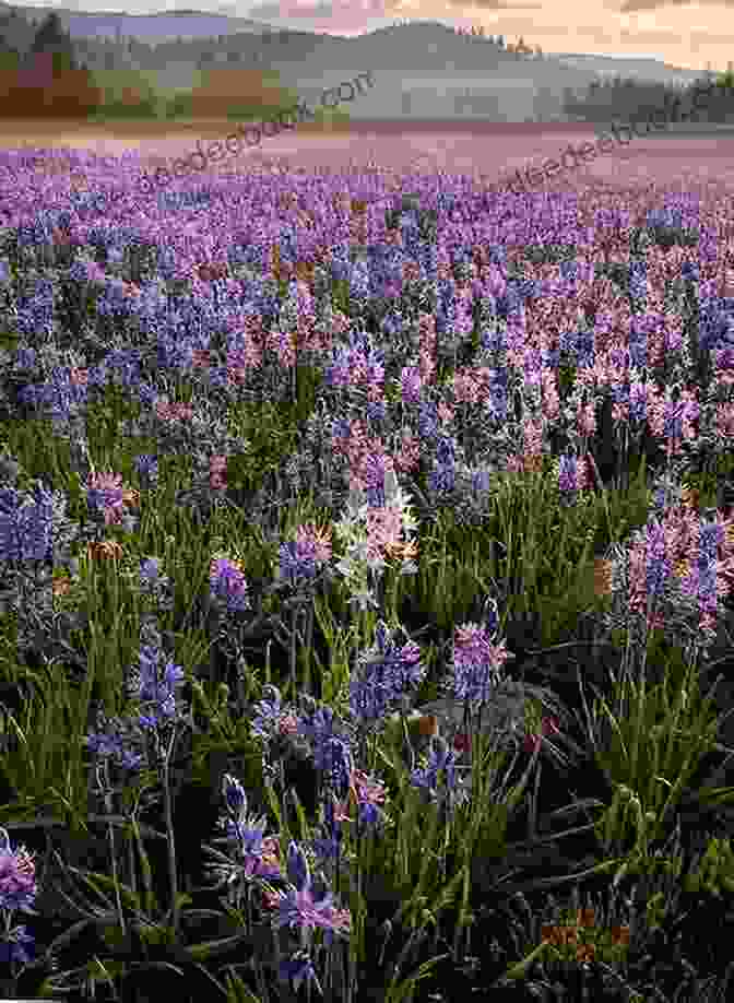 A Meadow Filled With Wild Roses And Camas Lilies, Their Colors Merging To Create A Breathtaking Mosaic Of Beauty. Wild Rose And Camas Lily: A Photo Essay