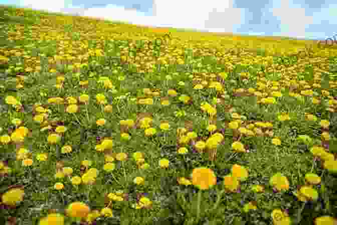 A Meadow Filled With Yellow Dandelions Dandelion: A Photo Essay Stephen M Kraemer