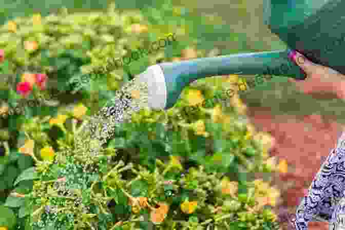 A Person Watering Plants With Precision And Care, Ensuring They Receive The Right Amount Of Hydration. Everything Grows With Love: Beautiful Words Inspiring Thoughts (Flow)