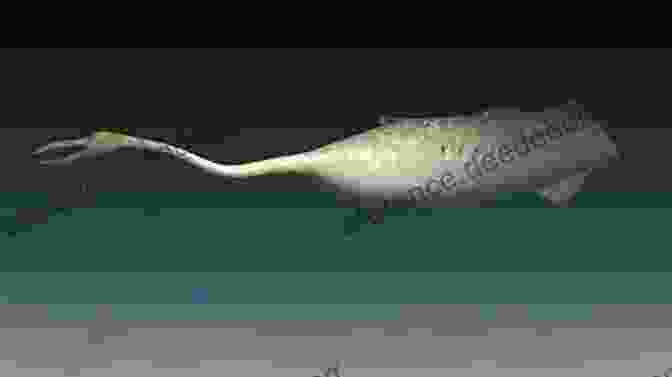 A Reconstruction Of The Tully Monster, Depicting Its Possible Swimming Capabilities. The Legend Of Diamond Lil: A J J Tully Mystery (J J Tully Mysteries 2)