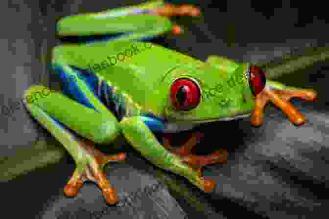 A Red Eyed Tree Frog COLORFUL FROGS: Top 5 Most Colorful Frog Pets That Are Perfect For Teenagers