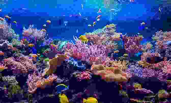 A Remarkable Image Of A Vibrant Coral Reef Teeming With Colorful Fish, Showcasing The Breathtaking Beauty Of Marine Life. A New Kind Of Wild