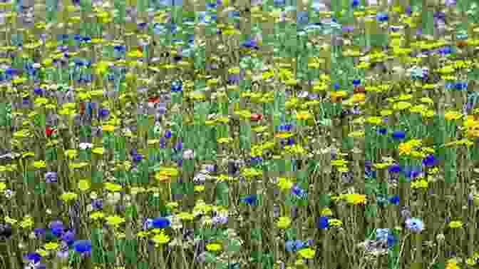 A Scenic View Of A Meadow At Owl Town Farm With Wildflowers In Bloom Respite: Ode To Owl Town Farm