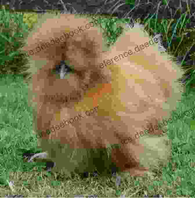 A Silkie Chicken With Its Distinctive Fluffy Plumage Unusual Chickens For The Exceptional Poultry Farmer