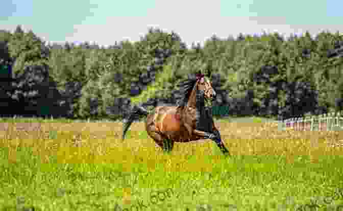 A Sleek, Muscular Horse, Galloping Across The Meadow. T Is For Train: The Amazing Children S ABC From A To Z First Alphabet Words For Kids (Fun Early Learning 1)