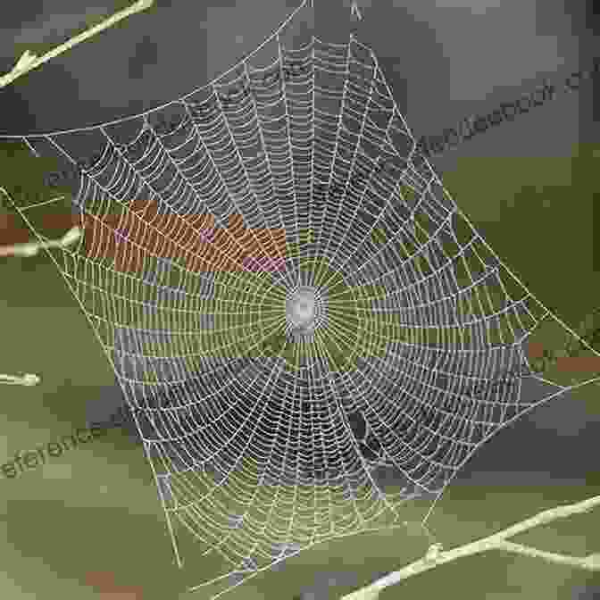 A Spider's Web Covered In Morning Dew Halloween Rhyming Poems For Kids With Audio: Family Friendly Halloween Poems For Children