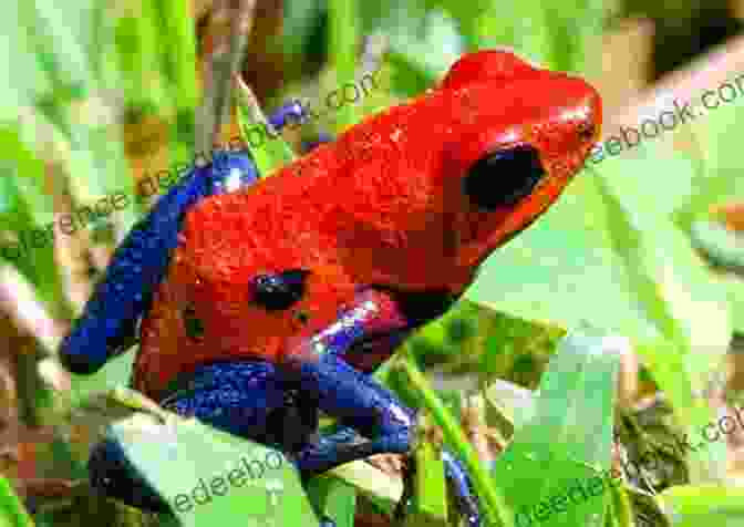 A Strawberry Poison Dart Frog COLORFUL FROGS: Top 5 Most Colorful Frog Pets That Are Perfect For Teenagers