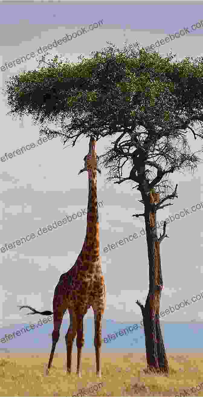 A Tall, Elegant Giraffe, Reaching For Leaves High In The Trees. T Is For Train: The Amazing Children S ABC From A To Z First Alphabet Words For Kids (Fun Early Learning 1)