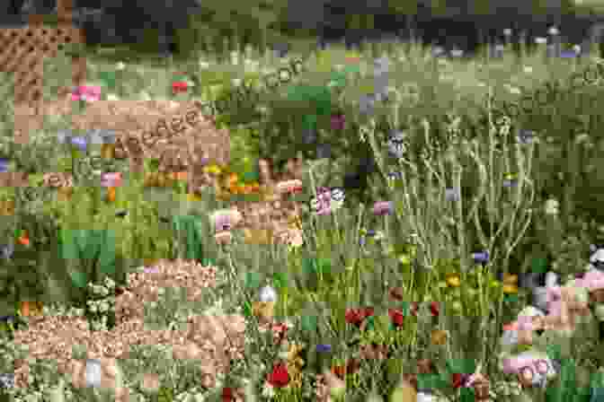 A Vibrant Wildflower Garden In Full Bloom Wildflower Heart (The Wildflower House 1)