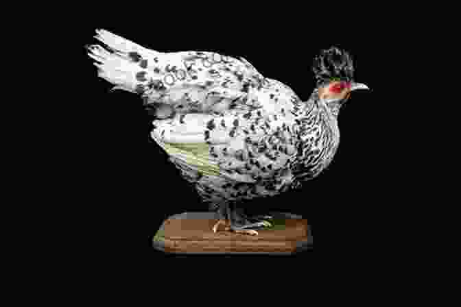 An Appenzeller Spitzhauben Chicken With Its Distinctive V Shaped Crest Unusual Chickens For The Exceptional Poultry Farmer