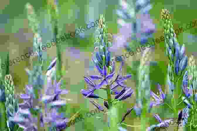 Camas Lilies In A Meadow, Surrounded By Wildflowers And Pollinators. Camas Lily: A Photo Essay