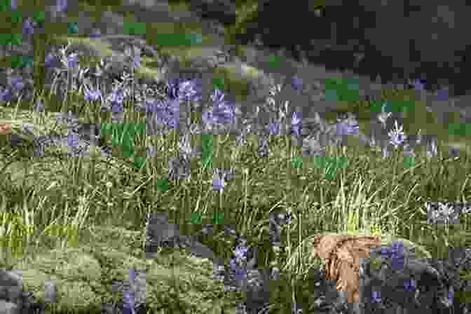 Camas Lilies In The Pacific Northwest, Framed By Snow Capped Mountains. Camas Lily: A Photo Essay