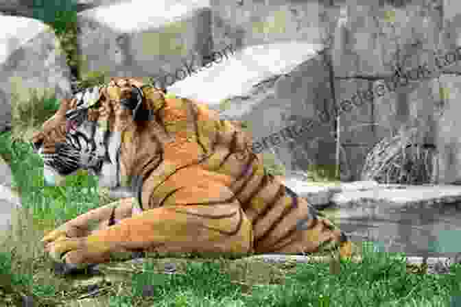 Close Up Of A Tiger At Zoo Knoxville, Surrounded By Lush Vegetation A Walking Tour Of Knoxville Tennessee (Look Up America Series)