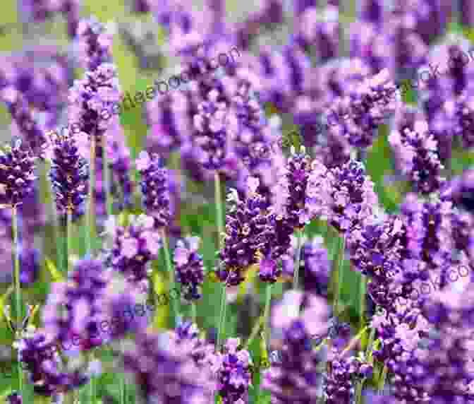 Close Up Photograph Of Purple Lavender Flowers Passion For Provence: 22 Keys To La Belle Vie