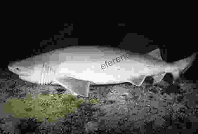 Close Up Portrait Of A Greenland Shark, Showcasing Its Blunt Snout And Thick, Leathery Skin. Wolf Of The Deep: Raphael Semmes And The Notorious Confederate Raider CSS Alabama