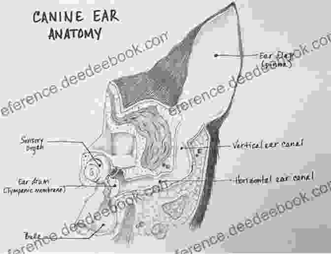 Diagram Of The Anatomy Of A Canine Ear What Dogs Hear: Understanding Canine Hearing And Behavior From Puppy To Senior