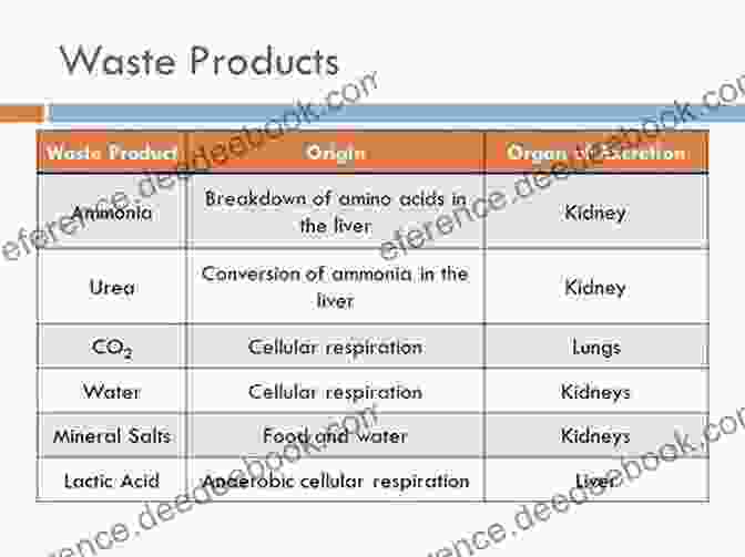 Excretion Eliminates Waste Products Produced By Cellular Metabolism, Maintaining The Body's Internal Balance. Life Processes (Essential Life Science)