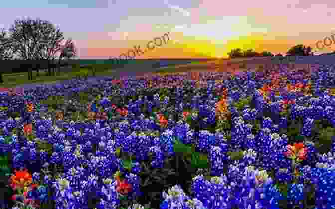 Image Of A Field Of Bluebonnets In Texas US Travel Series: Texas: 50 Interesting Facts Trivia About The Lone Star State (United States Travel Series)