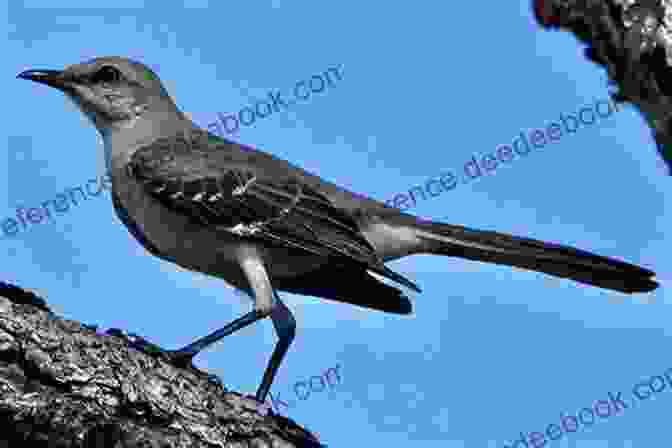 Image Of A Mockingbird In Texas US Travel Series: Texas: 50 Interesting Facts Trivia About The Lone Star State (United States Travel Series)