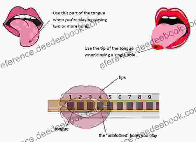 Image Of Tongue Placement For Harmonica Tonguing Building Harmonica Technique David Barrett