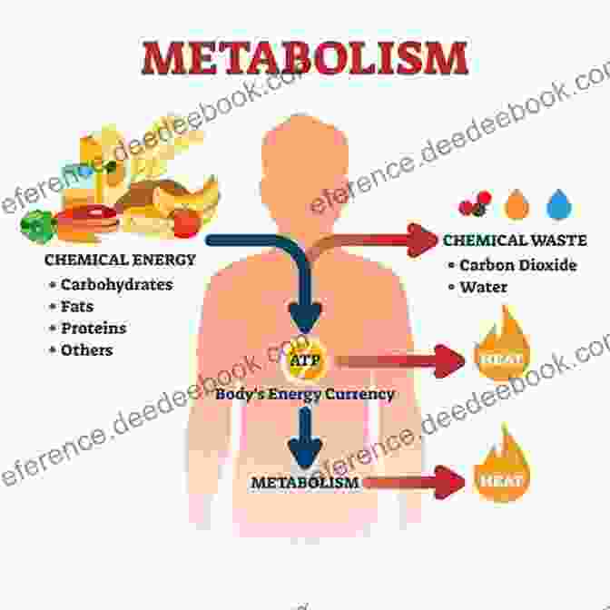 Metabolism Occurs In All Living Cells And Is Responsible For The Breakdown And Utilization Of Nutrients For Energy Production. Life Processes (Essential Life Science)