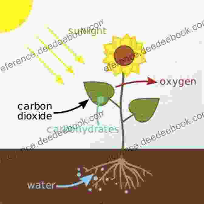 Photosynthesis Is A Unique Process Performed By Plants And Certain Microorganisms, Utilizing Sunlight To Convert Carbon Dioxide And Water Into Glucose For Energy. Life Processes (Essential Life Science)