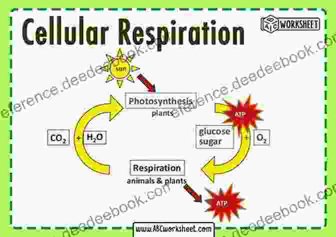 Respiration Involves The Exchange Of Gases Between The Organism And Its Environment, Providing Oxygen For Cellular Metabolism And Removing Carbon Dioxide. Life Processes (Essential Life Science)