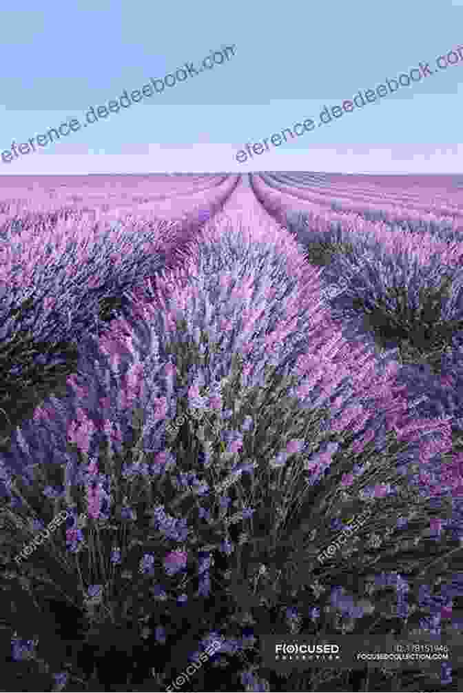 Scenic View Of A Lavender Field In Provence Passion For Provence: 22 Keys To La Belle Vie