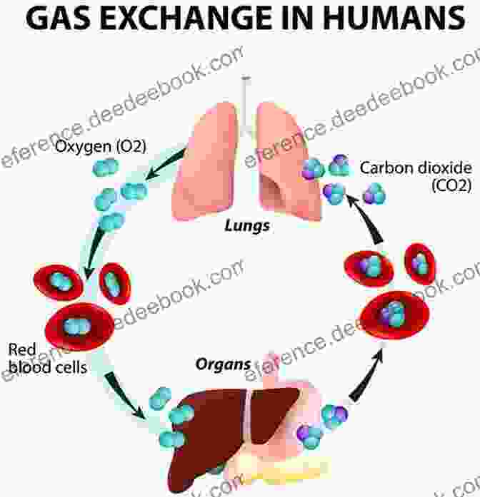 Transport Ensures The Distribution Of Nutrients, Oxygen, And Waste Products Throughout The Body. Life Processes (Essential Life Science)