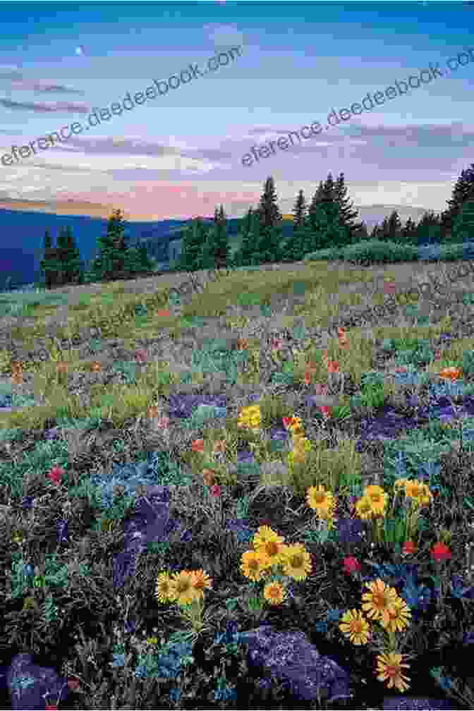 Wildflower Heart Main House Overlooking A Vast Field Of Wildflowers Wildflower Heart (The Wildflower House 1)